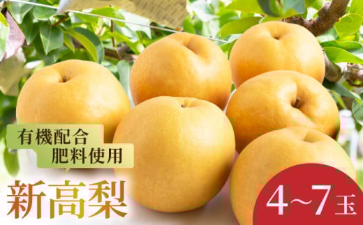 【先行予約】有機配合肥料使用 新高梨 4玉から7玉 2025年9月中旬から9月下旬 出荷予定【春光園】 梨 なし 果物 フルーツ 214646 - 福岡県うきは市