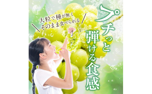 岡山県備前市のふるさと納税 【2025年4月1日より寄附金額改定】【2025年発送分 先行受付スタート！】岡山県産シャインマスカット「晴王」　秀品　1房（約600g）（令和７年8月中旬以降発送）hzS-M