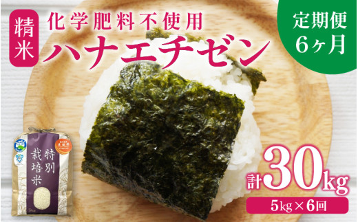 【令和6年産】【定期便6回】 化学肥料不使用ハナエチゼン 精米 5kg×6回（計30kg） / 米 白米 福井県あわら市産 ブランド米 美味しい 特別栽培米  安心な米 旨味 甘み エコファーマー 冷蔵保管米 新米 [aw010-f001] 1382378 - 福井県あわら市