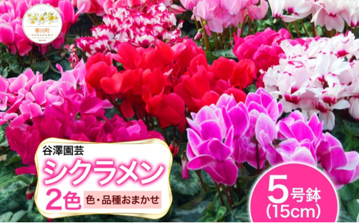 【ふるさと納税】谷澤園芸 シクラメン 5号鉢 2色セット 冬の花 長持ち 華やか 贈答用 ギフト プレゼント 育てやすい 室内向け 屋外OK(凍結厳禁) ガーデニング ハウス栽培 神奈川県 寒川町 552638 - 神奈川県寒川町