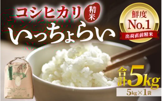 【令和6年産新米】【一等米】いっちょらい 精米 5kg ／ 福井県産 ブランド米 ご飯 白米 お米 コメ 新鮮 大賞 受賞 新米 福井県あわら産 [aw012-a005] 410456 - 福井県あわら市