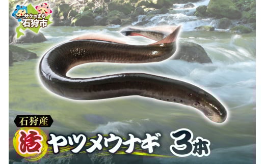 【予約受付中】2026年1月~発送 石狩産 活ヤツメウナギ 3本| 活 活魚 うなぎ やつめうなぎ 希少 珍しい レア 名産 特産 北海道産 石狩川河口 北海道 石狩市