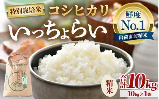 【令和6年産】【一等米】特別栽培米いっちょらい 精米 10kg×1袋 ／福井県産 ブランド米 コシヒカリ ご飯 白米 新鮮 大賞 受賞 [aw012-b003] 400323 - 福井県あわら市