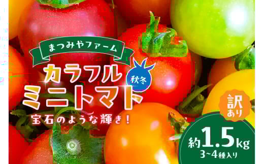 【先行予約】訳あり 宝石のような輝き！カラフルミニトマト 約1.5kg（秋冬）（2025年10月上旬～発送）　MY00004