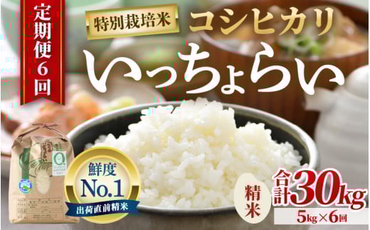 【令和6年産】【一等米】《定期便6回》特別栽培米 いっちょらい 精米 5kg（計30kg）／ 福井県産 ブランド米 コシヒカリ ご飯 白米 新鮮 大賞 受賞 [aw012-f001] 410453 - 福井県あわら市