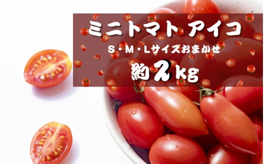 【4月発送】ミニトマトアイコ(松トマト) 約2kg（S・M・Lサイズおまかせ）【sml131A-4】