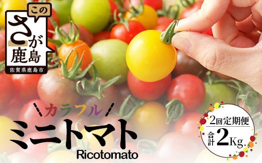 【先行予約】 カラフルミニトマト『Ricotomato』 【1kg×2回定期便】【2026年1月から出荷】 D-92 247300 - 佐賀県鹿島市