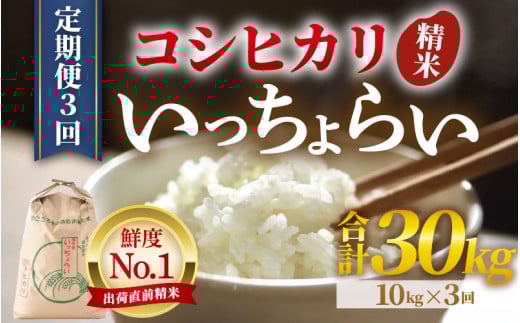 【令和6年産新米】【一等米】《定期便3回》いっちょらい 精米 10kg（計30kg）／ 福井県産 ブランド米 コシヒカリ ご飯 白米 新鮮 大賞 受賞 新米 福井県あわら産 [aw012-e002] 410621 - 福井県あわら市