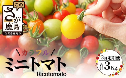 【先行予約】 カラフルミニトマト 『Ricotomato』 【1kg×4回定期便】 【2026年1月から出荷】 F-25 367892 - 佐賀県鹿島市