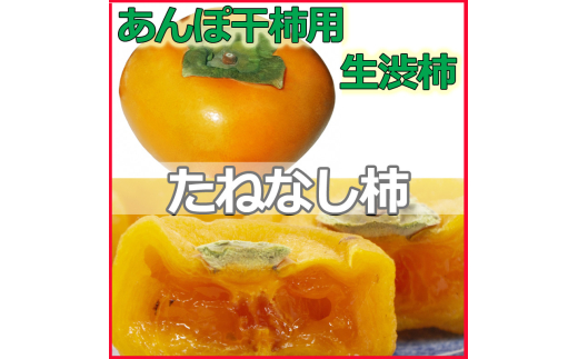 生渋柿たね無 あんぽ柿用T軸枝無約4.5～5kg　約24～30個＜2025年10月中旬～11月上旬ごろ順次発送＞【ART16】【art003A】 1010546 - 和歌山県由良町