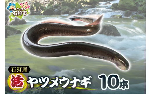 【予約受付中】2026年1月～発送 石狩産 活ヤツメウナギ 10本｜ 活 活魚 うなぎ やつめうなぎ 希少 珍しい レア 名産 特産 北海道産 石狩川河口 北海道 石狩市