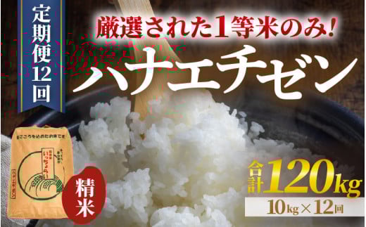 【先行予約】【一等米】【令和6年産】 ＜定期便12回＞ ハナエチゼン 精米 10kg×12回（120kg）《発送直前精米！》  ／ 福井県産 ブランド米 ご飯 白米 お米 コメ 新鮮 大賞 受賞 新米 ※2024年9月上旬以降順次発送予定 [aw012-k003] 643684 - 福井県あわら市