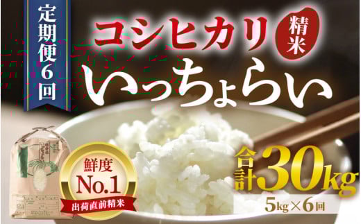 【先行予約】【令和7年産・新米】【一等米】《定期便6回》いっちょらい 精米 5kg × 6回（計30kg）／ 福井県産 ブランド米 コシヒカリ ご飯 白米 新鮮 大賞 受賞 新米 福井県あわら産 【2025年10月上旬より順次発送予定】 [aw012-g002] 410535 - 福井県あわら市