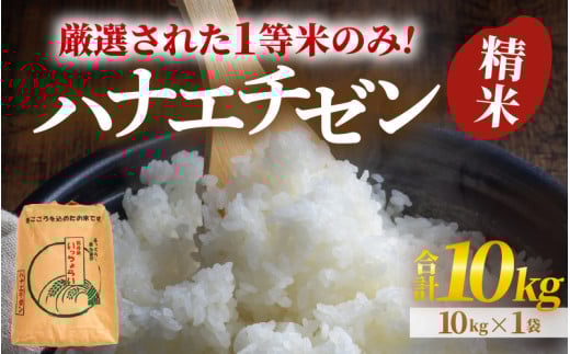 【先行予約】【一等米】令和6年産 ハナエチゼン 精米 10kg ×1袋《発送直前精米！》  ／ 福井県産 ブランド米 ご飯 白米 お米 コメ 新鮮 大賞 受賞 新米 ※2024年9月上旬以降順次発送予定 [aw012-a012] 643109 - 福井県あわら市