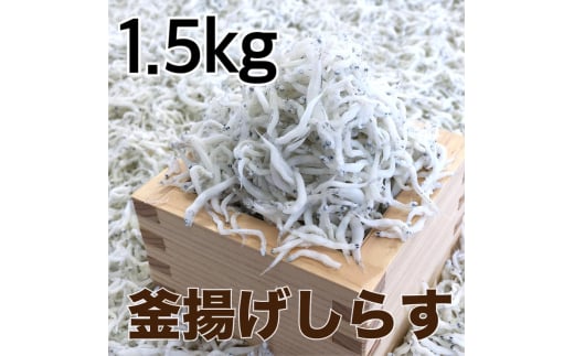 釜揚げしらす1.5kg【dig013】 1333622 - 和歌山県由良町