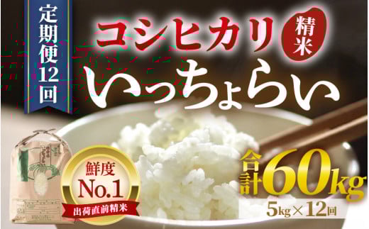 【令和6年産新米】【一等米】《定期便12回》いっちょらい 精米 5kg（計60kg）／ 福井県産 ブランド米 コシヒカリ ご飯 白米 新鮮 大賞 受賞 新米 福井県 あわら産 [aw012-j001] 410536 - 福井県あわら市