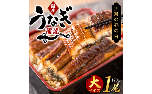 大型サイズ　ふっくら柔らか　国産うなぎ蒲焼き　１尾（約2人前）化粧箱入【土用の丑の日のうなぎ】［UT04］【uot714-dy】 1031438 - 和歌山県由良町