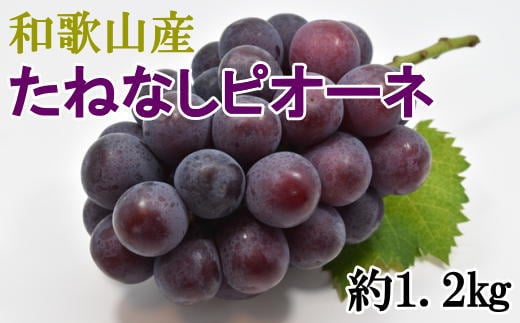 【新鮮・産直】和歌山かつらぎ町産たねなしピオーネ約1.2kg★2025年8月中旬頃より順次発送【TM126】【tec951A】