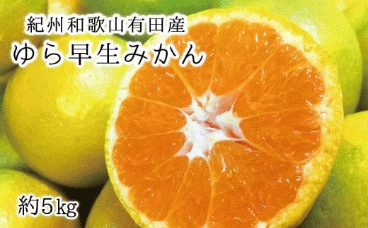 紀州和歌山有田産ゆら早生みかん　5kg【2025年発送】【UT34】【uot721】 480715 - 和歌山県由良町