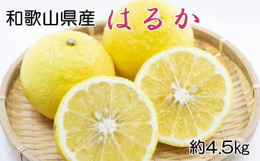 【さわやか柑橘】和歌山県産はるかみかん約4.5kg（サイズ混合　秀品）※2026年2月下旬～2026年3月下旬頃順次発送【TM162】【tec953】
