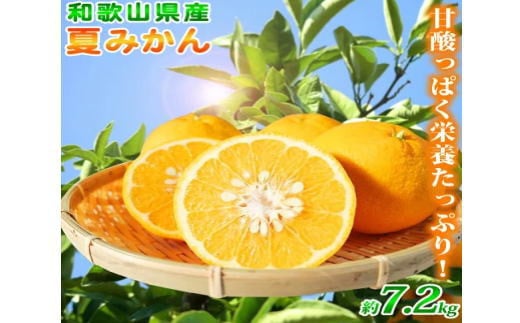 夏みかん 7.2kg【2026年4月中旬頃〜2026年4月下旬頃 発送】【先行予約】【UT73】【uot775】 480702 - 和歌山県由良町