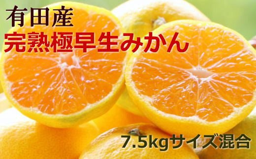 [厳選]紀州有田の完熟極早生みかん約7.5kg(サイズ混合) ※2025年10月下旬より順次発送[tec802A]
