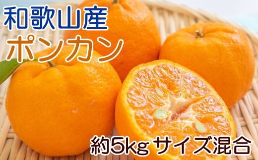 和歌山産ポンカン約5kg（サイズ混合・秀優品）★2026年2月上旬～2026年3月上旬頃順次出荷［TM136］【tec942A】