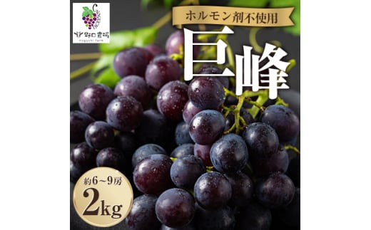 福岡県産　巨峰　2kg(野口農場)【1526875】 2030190 - 福岡県大牟田市