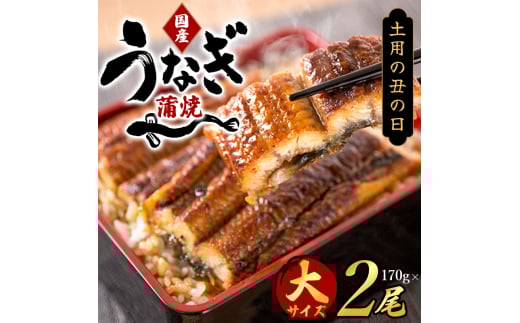 大型サイズ　ふっくら柔らか　国産うなぎ蒲焼き　2尾　化粧箱入【土用の丑の日のうなぎ】［UT05］【uot302-dy】 1031437 - 和歌山県由良町