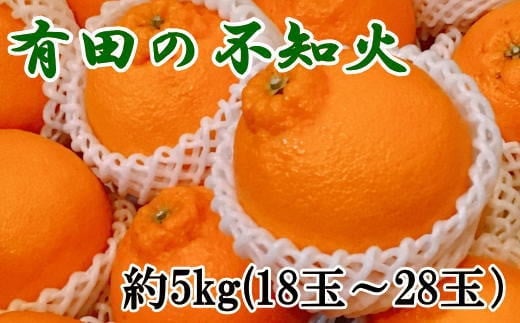 【濃厚】有田の不知火約5kg（18～28玉）★2026年2月中旬～2026年4月中旬頃より順次発送【TM36】【tec860A】 481019 - 和歌山県由良町
