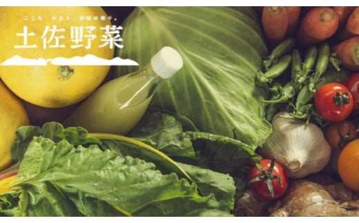 【全12回お届け】土佐野菜セット【セット 新鮮 野菜 毎月 人気 おすすめ 高知県 南国市】 444313 - 高知県南国市