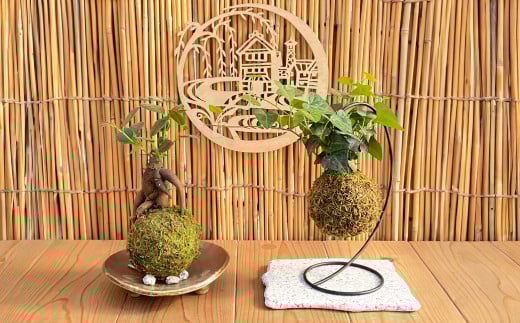 【苔玉づくり】ペア体験チケット（１個ずつ制作）【体験券 体験チケット ペアチケット 苔玉作り 倉敷グリーンファーム 植物 岡山県 倉敷市 おすすめ 人気】