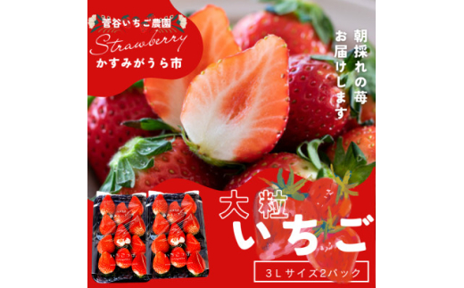 菅谷いちご園の完熟いちご『いちごっ子』 3Lサイズ 11粒×2パック【1484628】