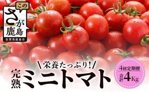 【先行予約】 完熟ミニトマト『Ricotomato』 【1kg×4回定期便】 【2024年12月から出荷】 F-32