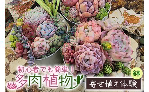 可愛い多肉植物寄せ植え体験鉢 多肉植物 観葉植物 インテリア 寄せ植え 誕生日プレゼント オシャレ 多肉 観葉 体験 植物 苗 種類 農園直送 栽培 ガーデニング 寄せ植え用 多肉専科 2150144 - 茨城県那珂市