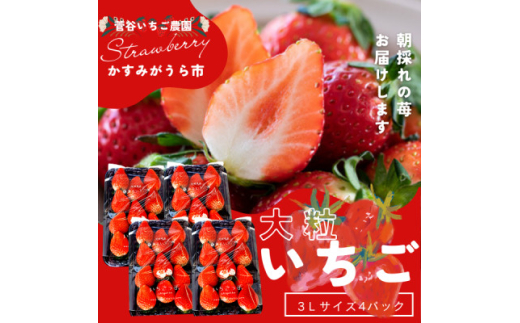 菅谷いちご園の完熟いちご『いちごっ子』 3Lサイズ 11粒×4パック【1484634】