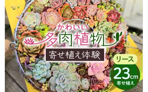 可愛いリース23cm多肉植物寄せ植え体験 多肉植物 観葉植物 インテリア 寄せ植え 誕生日プレゼント オシャレ 多肉 観葉 リース 体験 植物 苗 種類 農園直送 栽培 ガーデニング 寄せ植え用 多肉専科 2150145 - 茨城県那珂市