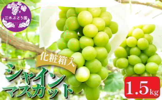 【先行予約】 シャインマスカット 約1.5kg ＜出荷時期：2025年8月上旬～9月下旬頃＞ ぶどう 葡萄 マスカット フルーツ 果物 ゼリー ジュース アイス デザート スイーツ ケーキ グルメ 人気 贈答 プレゼント おすすめ 甘い 送料無料 三木ぶどう園 徳島県 阿波市 1325321 - 徳島県阿波市