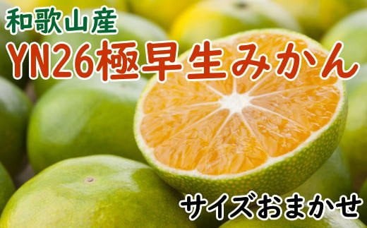 【産直】YN26極早生みかん約5kg（2S～Mサイズおまかせ）★2025年9月中旬頃より順次発送【TM13】【tec800A】 480898 - 和歌山県由良町
