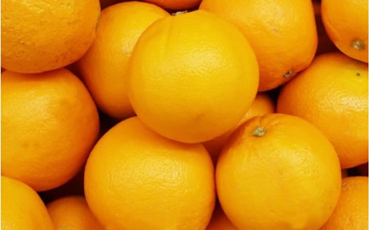 【訳あり】 森本農園の手選別 ネーブルオレンジ 約2kg 和歌山県産 サイズ混合 【北海道・沖縄・離島配送不可】【2026年1月上旬～2月中旬頃に順次発送】【RN18】 1394069 - 和歌山県かつらぎ町