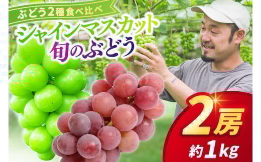 ＼先行予約／【9月下旬発送予定】シャインマスカットと旬のぶどう 食べ比べ2房セット 約1kg (DH005)