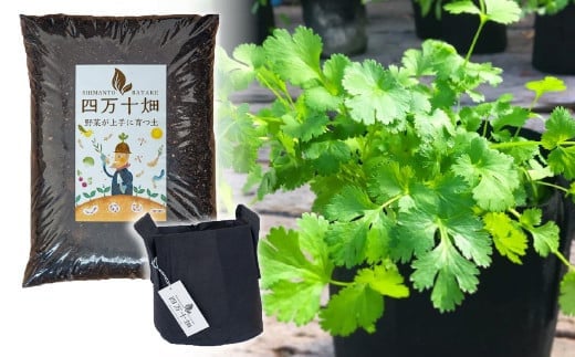 おじいちゃんが孫の為に栽培期間に農薬不使用で作ったパクチー