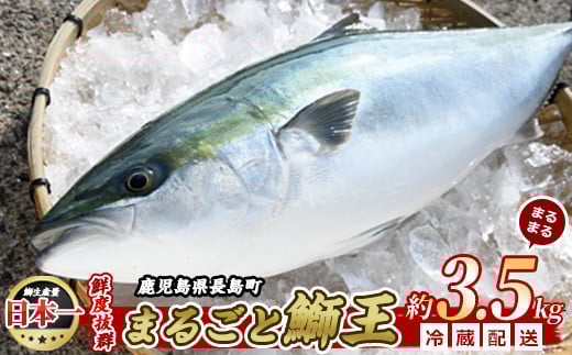 【14日前後で発送中】 テレビで紹介ぶりの王様 新物「 鰤王 」 まるごと 1本 （約3.5kg） ラウンド 先行予約 産地直送 長島町 特産品 ブランド 鰤 冷蔵 ふるさと納税 ぶり 刺身 ぶりしゃぶ ぶり大根 海鮮丼【JFA】jfa-1227