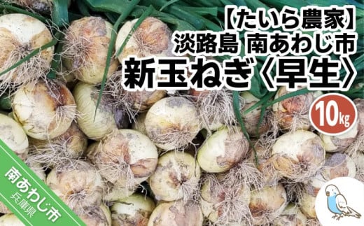 新玉ねぎ　淡路島　南あわじ市　10ｋｇ　早生　◆配送4月中旬～5月下旬 633435 - 兵庫県南あわじ市