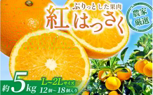 先行予約!希少な紅はっさく 12~18個入り(L~2Lサイズ)【2026年1月中旬頃~2月末頃発送予定】 1241682 - 和歌山県かつらぎ町