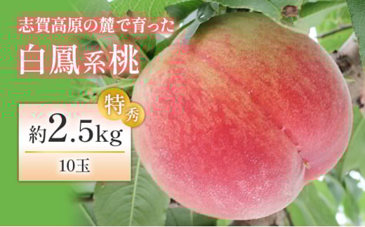 志賀高原の麓で育った 桃(白鳳系)特秀10玉 約2.5kg 桃 もも 白鳳 フルーツ 果物 デザート 長野 841855 - 長野県山ノ内町