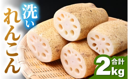 洗いれんこん 2kg 《発送直前に収穫してお届け！》 シャキっとした歯触り！ ／ 有機肥料 低農薬 蓮根 レンコン 野菜 根菜 正月 [aw056-a012] 661090 - 福井県あわら市