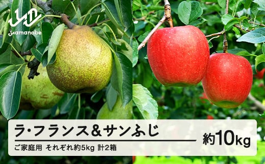 【先行予約】ラ・フランス サンふじ セット ご家庭用 約10kg 各約5kg 各1箱 計2箱 洋梨 りんご 2025年産 山形県産 ※沖縄・離島への配送不可 送料無料 tf-fslrx5 1997431 - 山形県山辺町