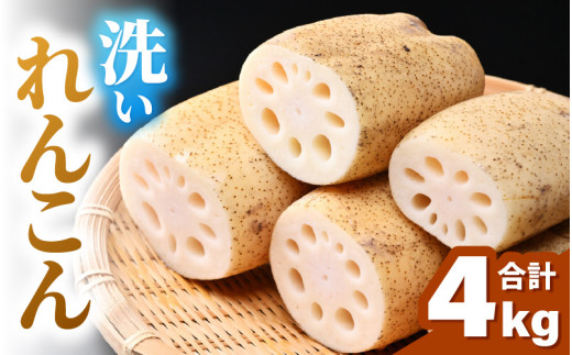 洗いれんこん 4kg 《発送直前に収穫してお届け！》 シャキっとした歯触り！／ 有機肥料 低農薬 蓮根 レンコン 野菜 根菜 正月 [aw056-a013] 661272 - 福井県あわら市
