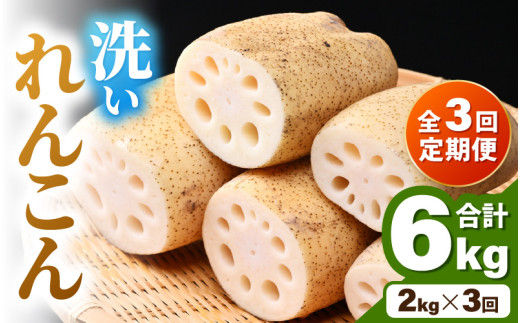 ＜定期便3回＞ 洗いれんこん 2kg 《発送直前に収穫してお届け！》 シャキっとした歯触り！／ 有機肥料 低農薬 蓮根 レンコン 野菜 根菜 正月 [aw056-b001] 661568 - 福井県あわら市